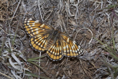 Fulvia Checkerspot (Chlosyne fulvia) - female