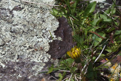 Zephyr Anglewing (Polygonnia gracilis zephyrus) 