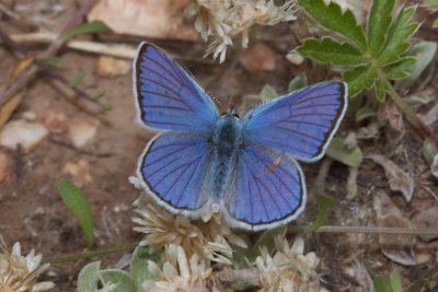 Blue Copper (Lycaena heteronea) - male