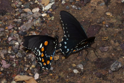 Pipevine Swallowtail (Battus philenor) 