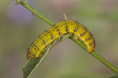 Cloudless Sulphur (Phoebis sennae) - larva