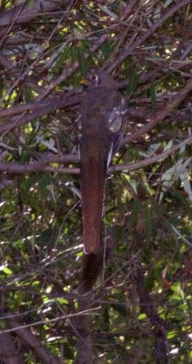 Elegant Trogan - female