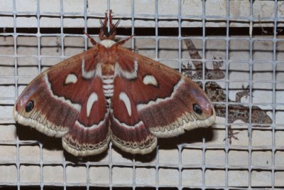 Glover's Silkmoth (Hyalophora columbia gloveri)  SCROLL DOWN