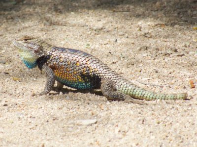 Desert Spiny Lizard