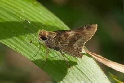 Nyctelius nyctelius  EH9A5750.jpg