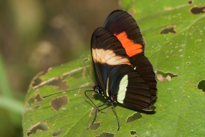 Heliconius erato favorinus  EH9A5813.jpg