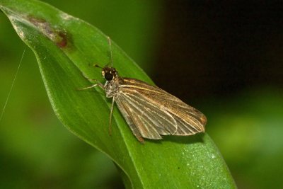 Apaustus gracilis  EH9A5842.jpg