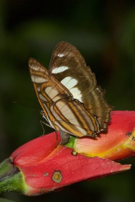 Metamorpha elissa  EH9A5951.jpg