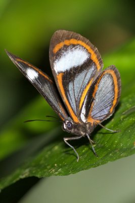 Ithomeis aurantiaca lauronia  EH9A6086.jpg