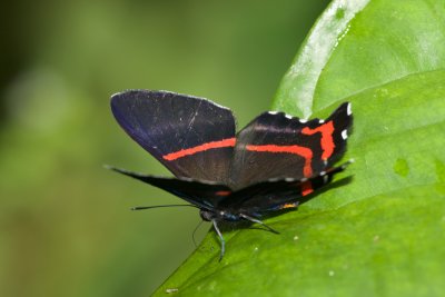 Ancyluris aulestes  EH9A6118.jpg