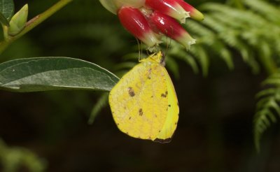 Eurema reticulata  EH9A6622.jpg