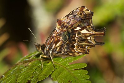 Daedalma boliviana  EH9A6662.jpg