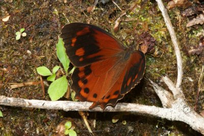 Lasiophila orbifera  EH9A6712.jpg