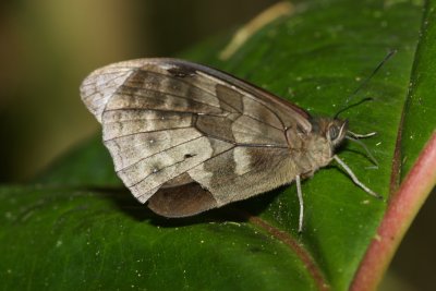 Pronophila tremocrata  EH9A6824.jpg