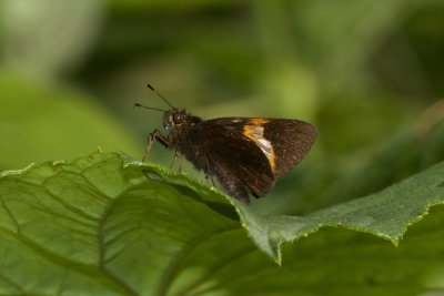 Lychnuchus victa  EH9A6878.jpg