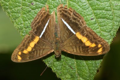 Adelpha olynthia  EH9A6910.jpg