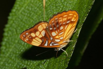 Adelpha saundersii  EH9A6933.jpg