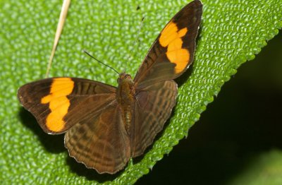 Adelpha saundersii  EH9A6934.jpg