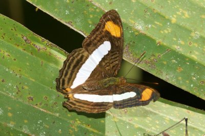 Adelpha iphiclus  EH9A6991.jpg