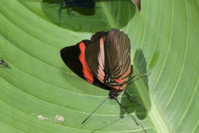 Adelpha lycorias  EH9A7011.jpg