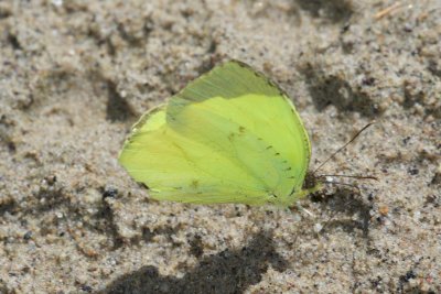 Eurema xantochlora  EH9A7059.jpg