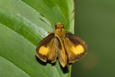  Anthoptus epictetus-male  EH9A7063.jpg