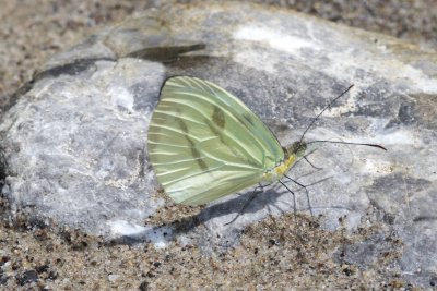 Enantia sp  EH9A7124.jpg