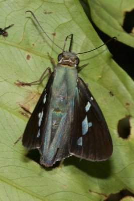 Narcosius sp  EH9A7143.jpg