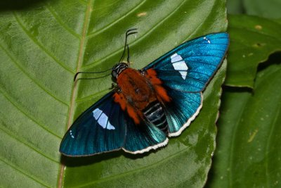 Yanguna cometes staudingeri  EH9A7147.jpg