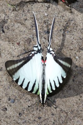 Protographium agesilaus  EH9A7208.jpg