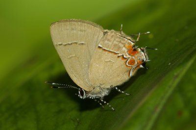 Calycopis sp  EH9A7239.jpg