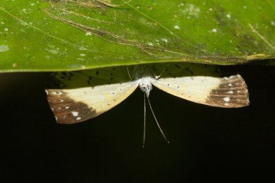 Ithomia salapia  EH9A7249.jpg