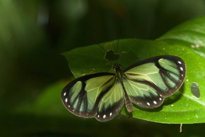 Ithomia salapia  EH9A7310.jpg