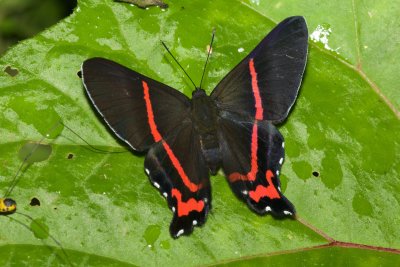 Ancyluris aulestes  EH9A7495.jpg