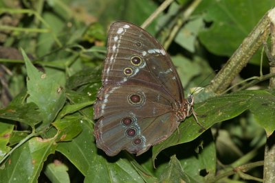 Morpho helinor  EH9A7685.jpg