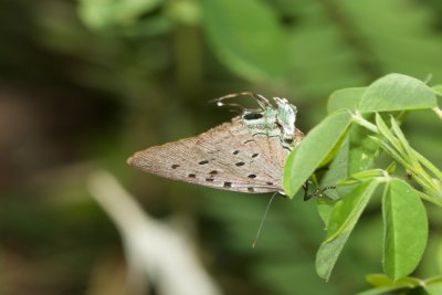 Sumkinda Giant Hairstreak  EH9A7744.jpg