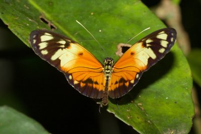 Heliconius numata silvana  EH9A7775.jpg