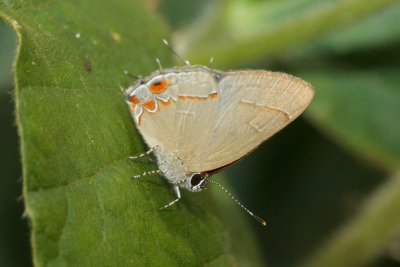   Calycopis sp  EH9A7791.jpg