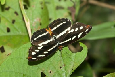 Catonephele salacia - female  EH9A7879.jpg