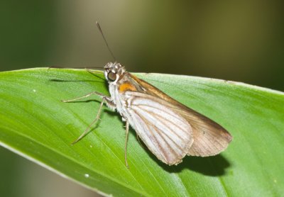 Paracarystus hypargyra  EH9A7997.jpg