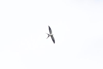 Swallow-tailed Kite  EH9A7987.jpg