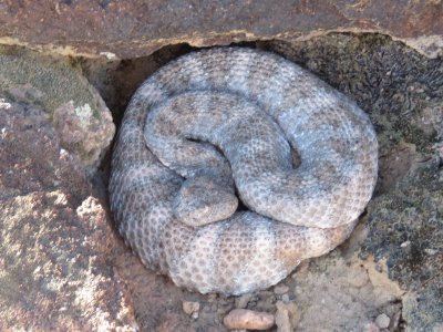 Speckled Rattlesnake (Crotalus mitchellii) - SCROLL DOWN