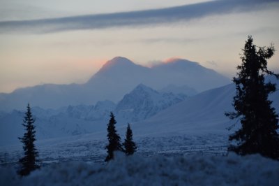 Iditarod 2015