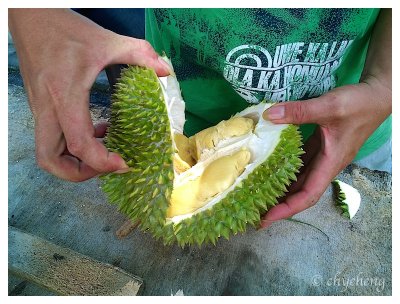 Creamy durian
