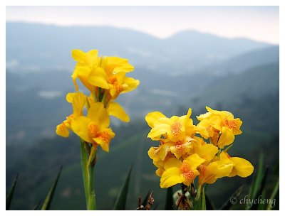 Cameron Highland