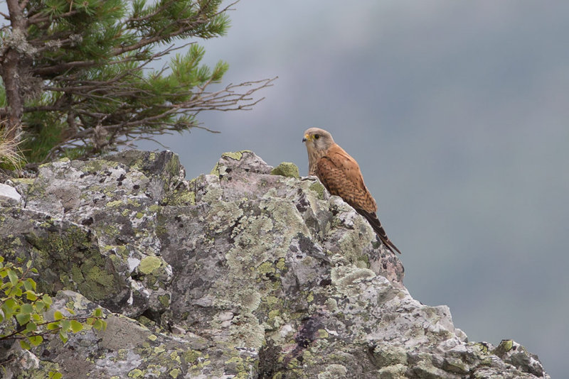 The Common Kestrel. Male. Trnfalk