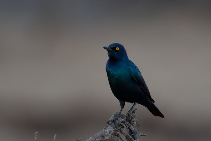 Cape-Glossy-Starling.jpg