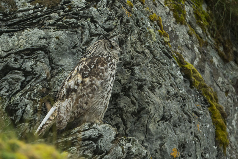 Eurasian Eagle-Owl. Hubro