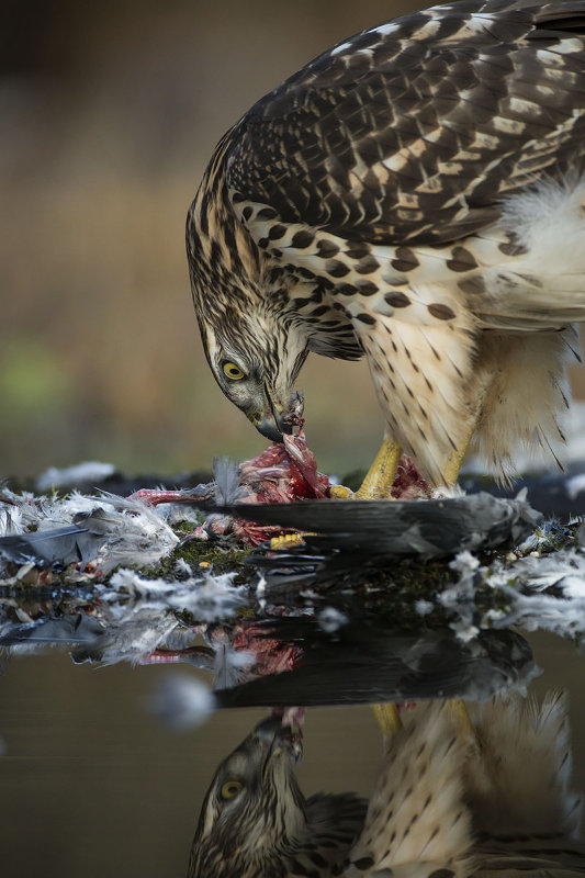Northern Goshawk. Hnsehauk