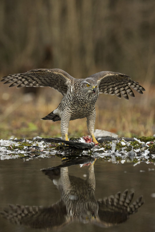 Northern Goshawk. Hnsehauk